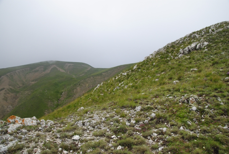 heuffelii from Kenanica