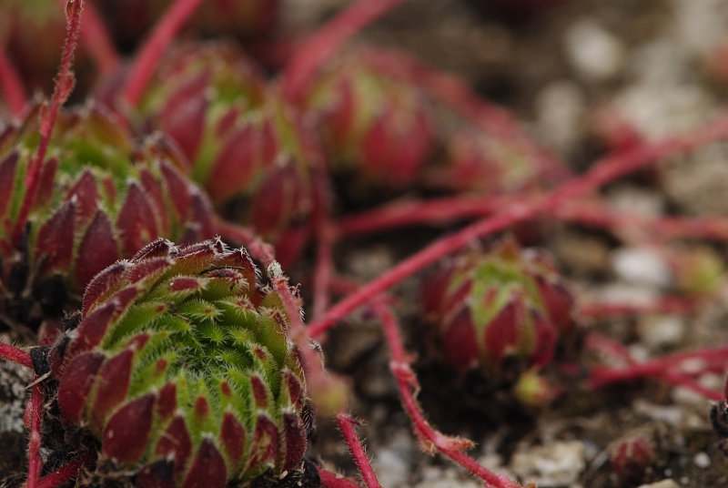 ciliosum ssp. octopodes from Ilinden, N Abhang
