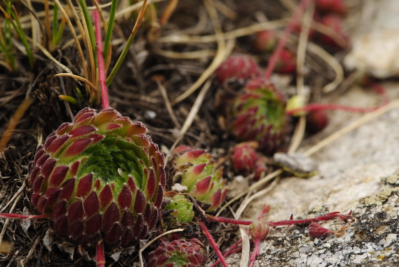 ciliosum ssp. octopodes from Ilinden, N Abhang