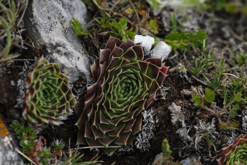 heuffelii from Kenanica