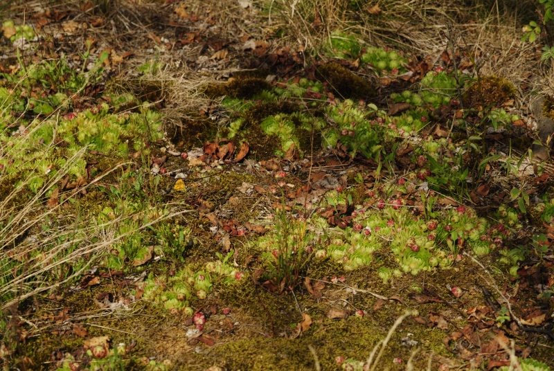 globiferum ssp. globiferum from Sepuska