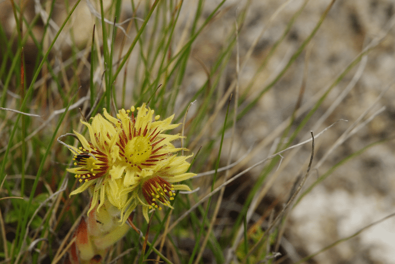 ciliosum ssp. octopodes from Stiv (Gipfel)