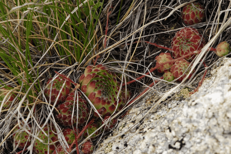 ciliosum ssp. octopodes from Stiv (Gipfel)