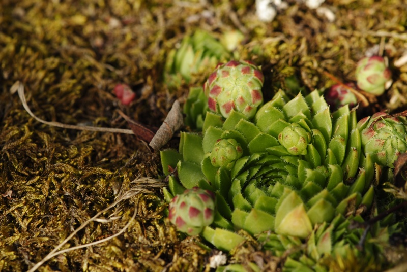 globiferum ssp. globiferum from Sepuska