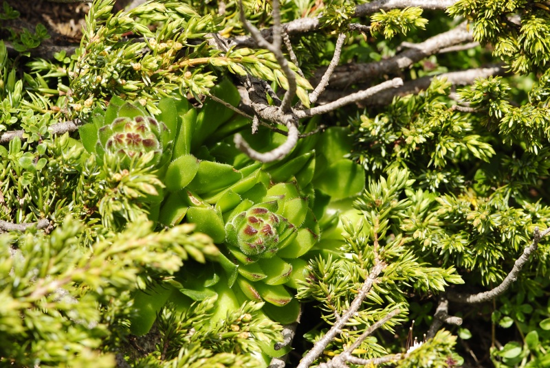 heuffelii from Dlgoto ezero