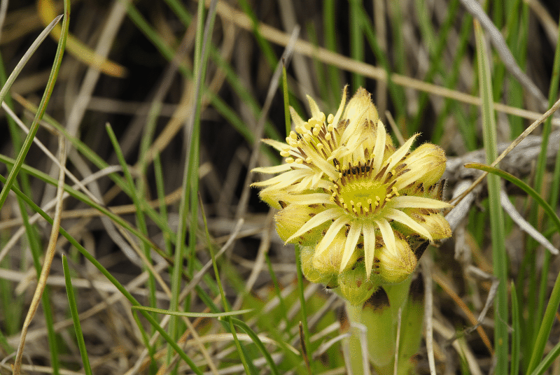 ciliosum ssp. octopodes from Stiv (Gipfel)