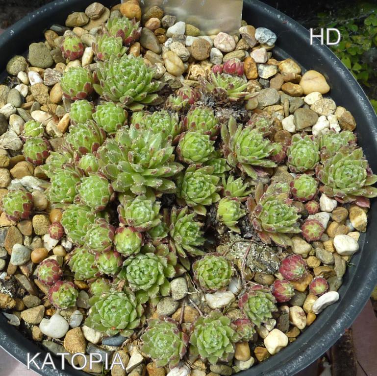 Katopia