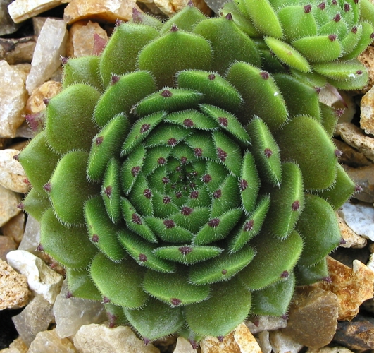 Kaya