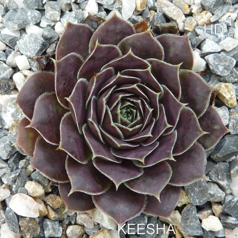 Keesha / Jovi