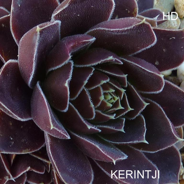 Kerintji / Jovi