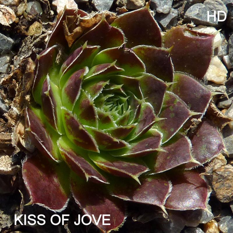 Kiss of Jove / Jovi