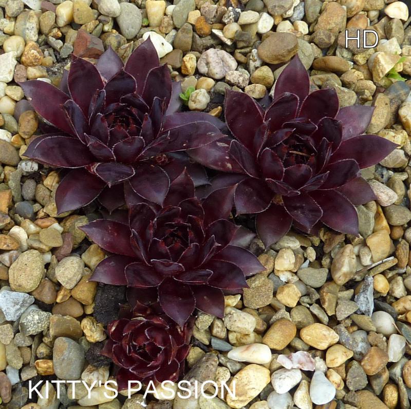 Kitty's Passion