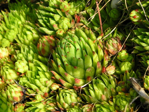 globiferum ssp. hirtum (preissianum) from Zvolen