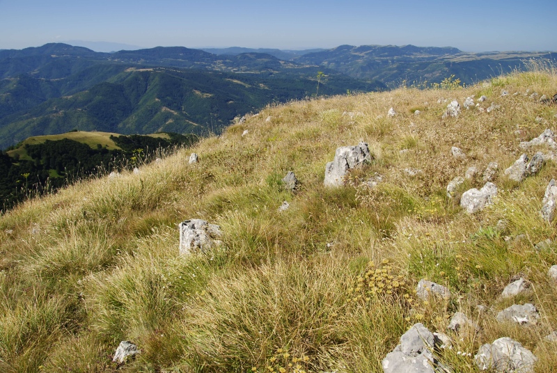 heuffelii from Kobilini steni, Süd