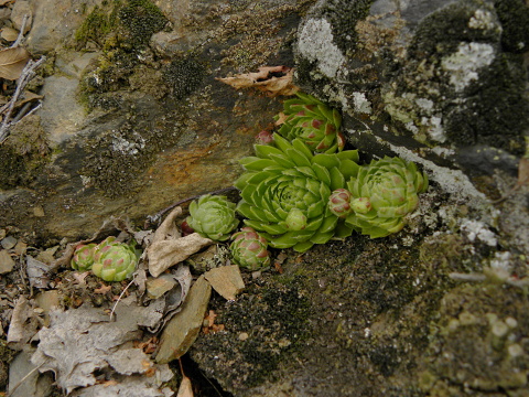 globiferum ssp. globiferum from Kamenec (Süd 2)
