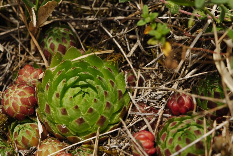 globiferum ssp. globiferum from Čepice, NO