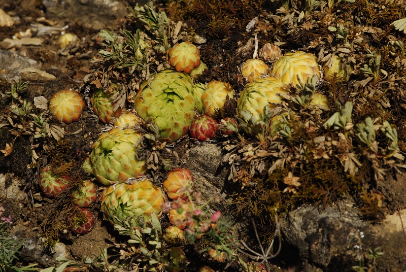 globiferum ssp. globiferum from road Srbsko - Karlštejn