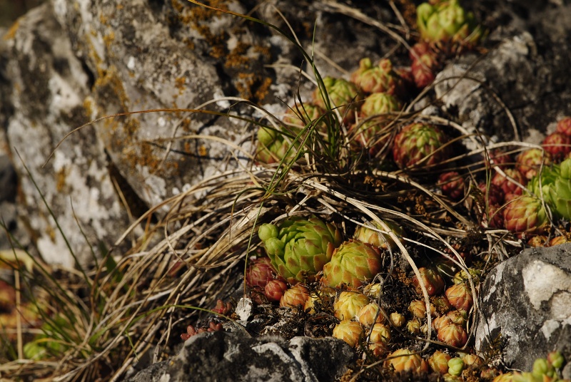 globiferum ssp. globiferum from Srbsko, nordöstlich