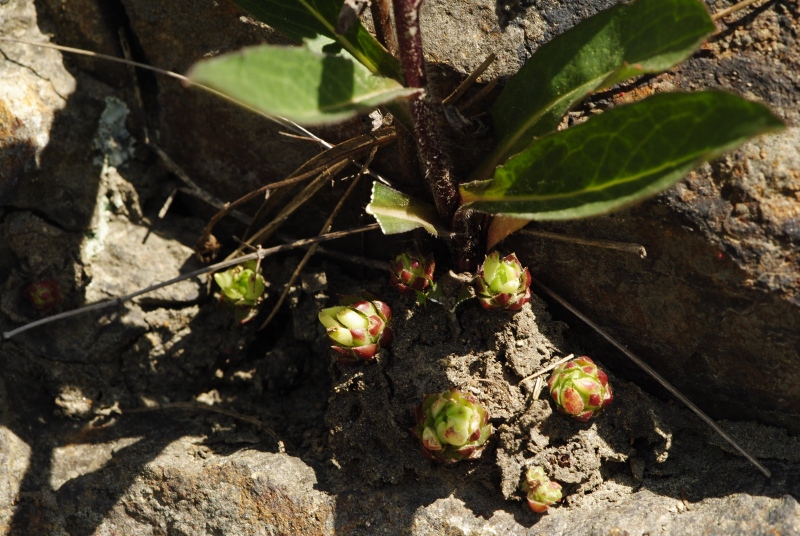 globiferum ssp. globiferum from Dobršín, Pumperk