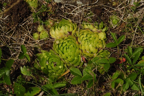 globiferum ssp. globiferum from Nevděk