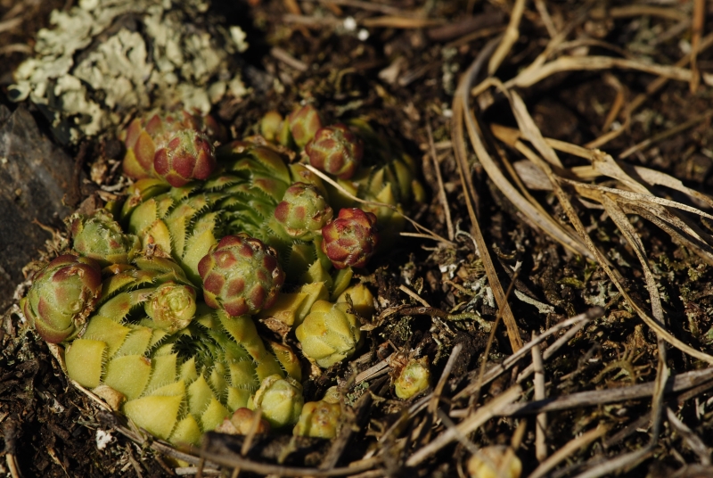 globiferum ssp. globiferum from Svatá