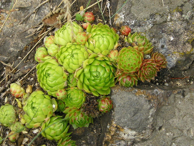 globiferum ssp. globiferum from Burg Žebrák, Točník