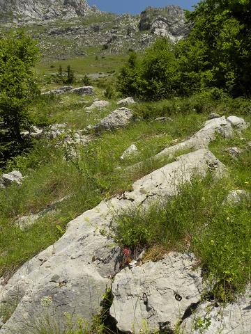 marmoreum from Korita