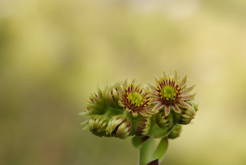 ciliosum x S. marmoreum from Lipova Livada (ü. d. Straße)