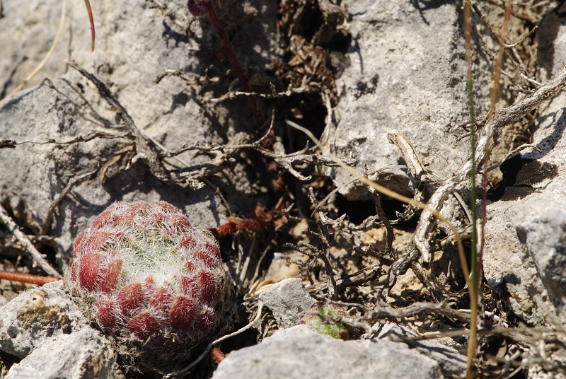 ciliosum ssp. ciliosum from Lipova Livada