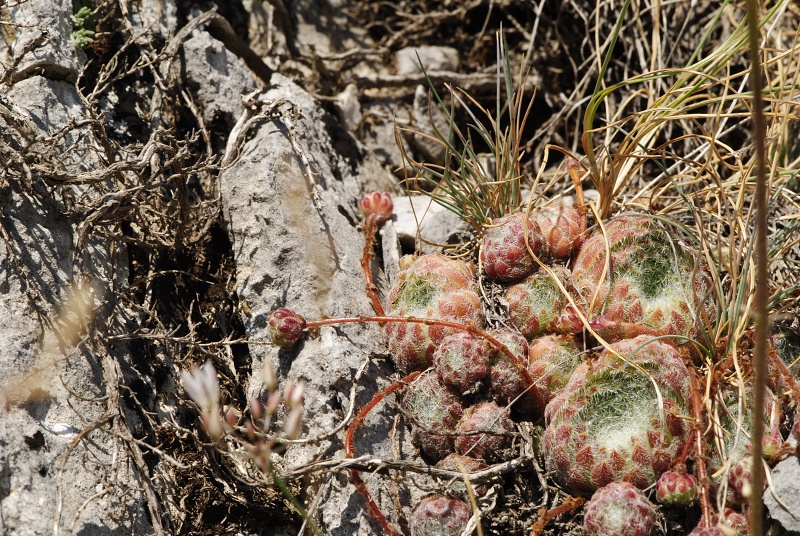 ciliosum ssp. ciliosum from Lipova Livada