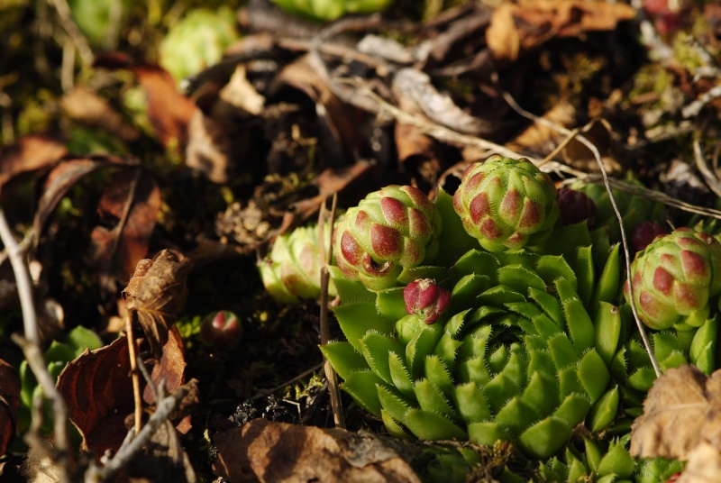 globiferum ssp. globiferum from Sepuska