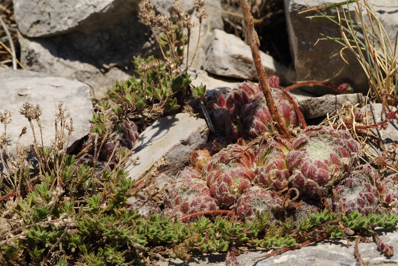 ciliosum ssp. ciliosum from Lipova Livada