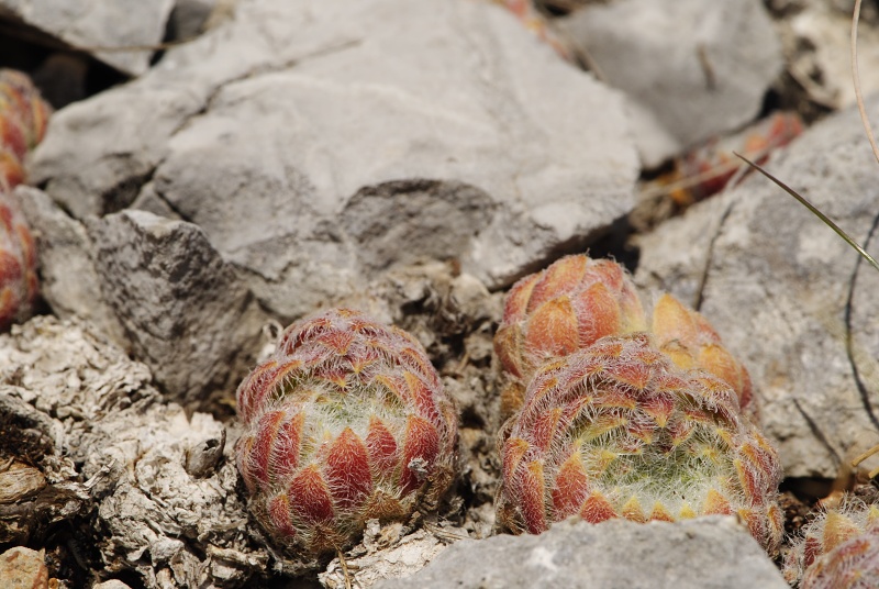 ciliosum ssp. ciliosum from Lipova Livada