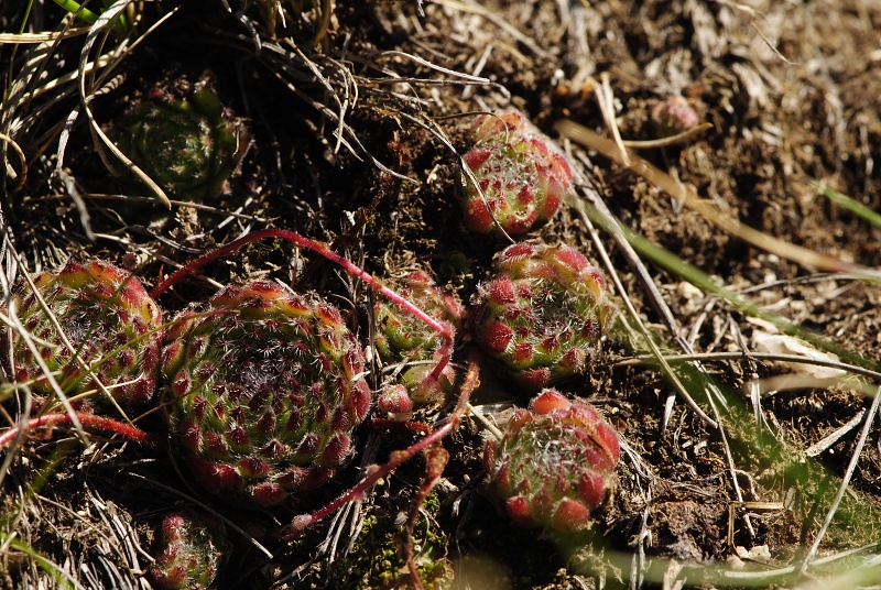 ciliosum ssp. octopodes from Stiv (N Abhang Steinmeer)