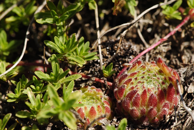 ciliosum ssp. octopodes from Stiv (N Abhang Steinmeer)