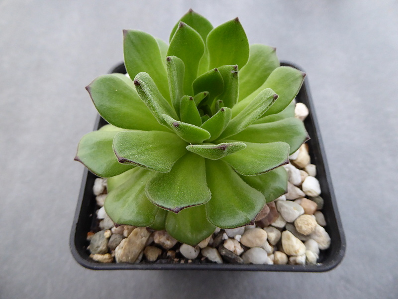 grandiflorum