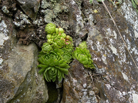 globiferum ssp. globiferum from Špičák bei Mezí