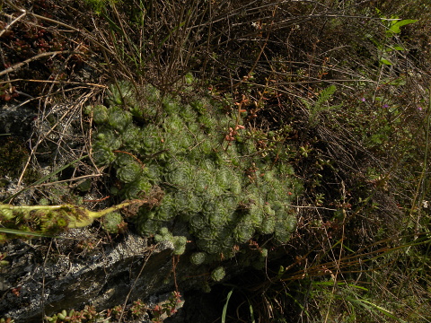 ciliosum ssp. ciliosum (borisii) from Kokalyane