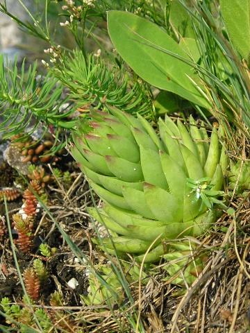 globiferum ssp. hirtum (preissianum) from Veľká skala