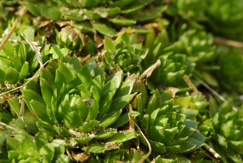 globiferum ssp. globiferum from Boseň, Burg Valečov