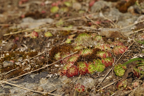 globiferum ssp. globiferum from Branišovský vrch