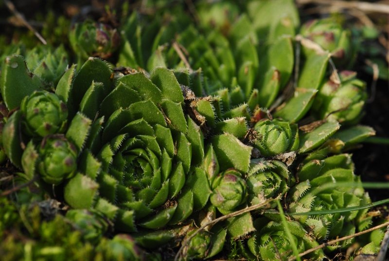 globiferum ssp. globiferum from Zlatá Hvězda