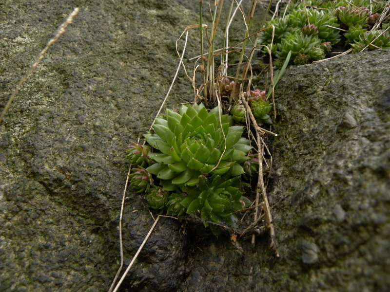 globiferum ssp. globiferum from Bečov nad Teplou, Burg