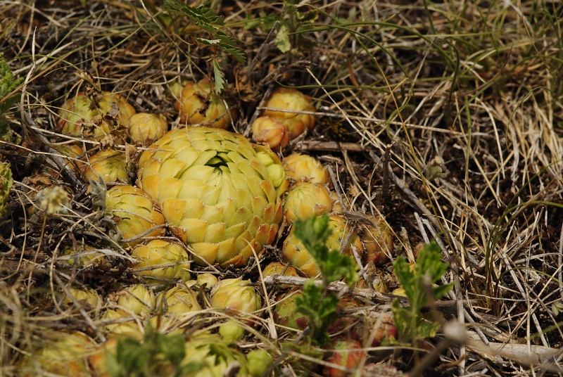 globiferum ssp. globiferum from Koněprusy, Zlatý kůň