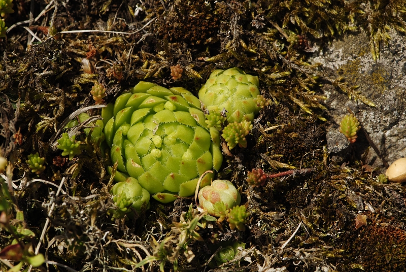 globiferum ssp. globiferum from Podštěly, Jezerský vrch