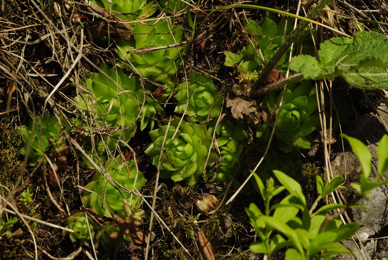 globiferum ssp. globiferum from Srbsko, Steinbruch Na Chlumu