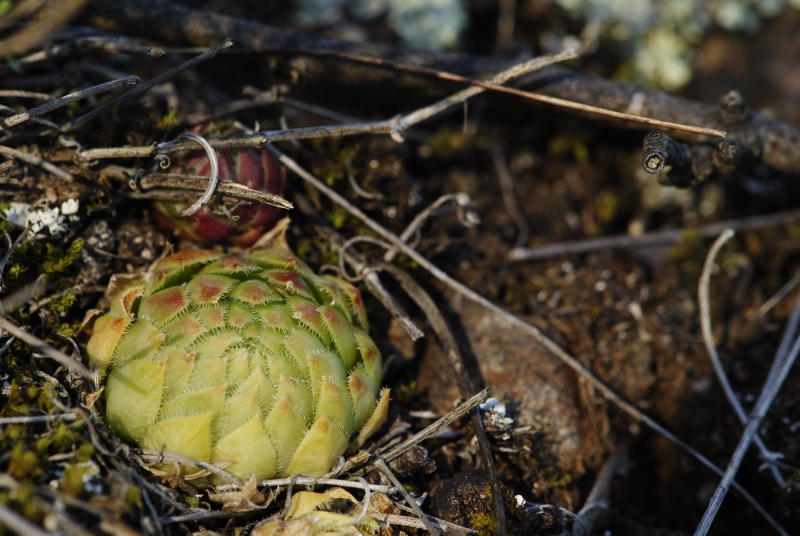 globiferum ssp. globiferum from Trubínský vrch