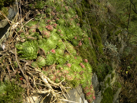 globiferum ssp. globiferum from Střela, Kralovický potok