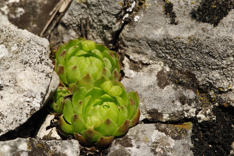 globiferum ssp. globiferum from Srbsko, oberhalb