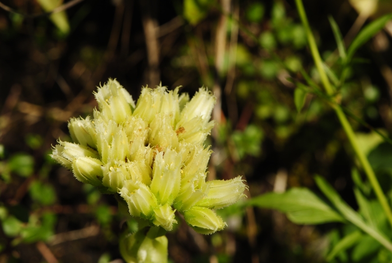 globiferum ssp. hirtum (preissianum) from Tomanova dolina